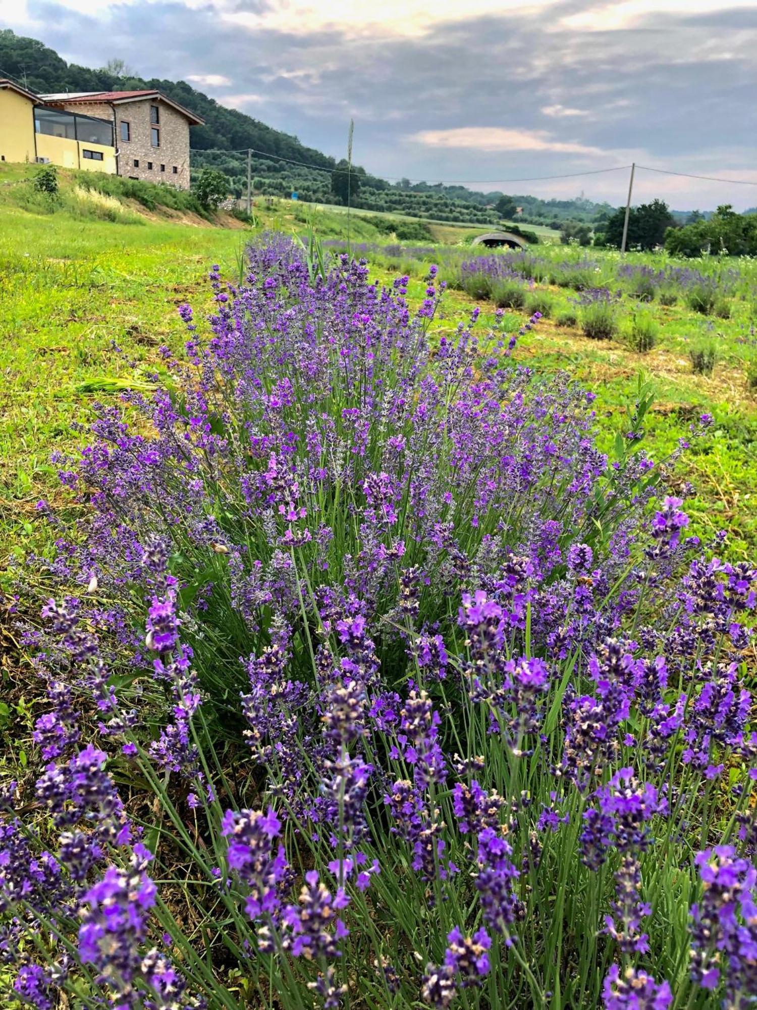 Agriturismo Al Mancino ロナート エクステリア 写真