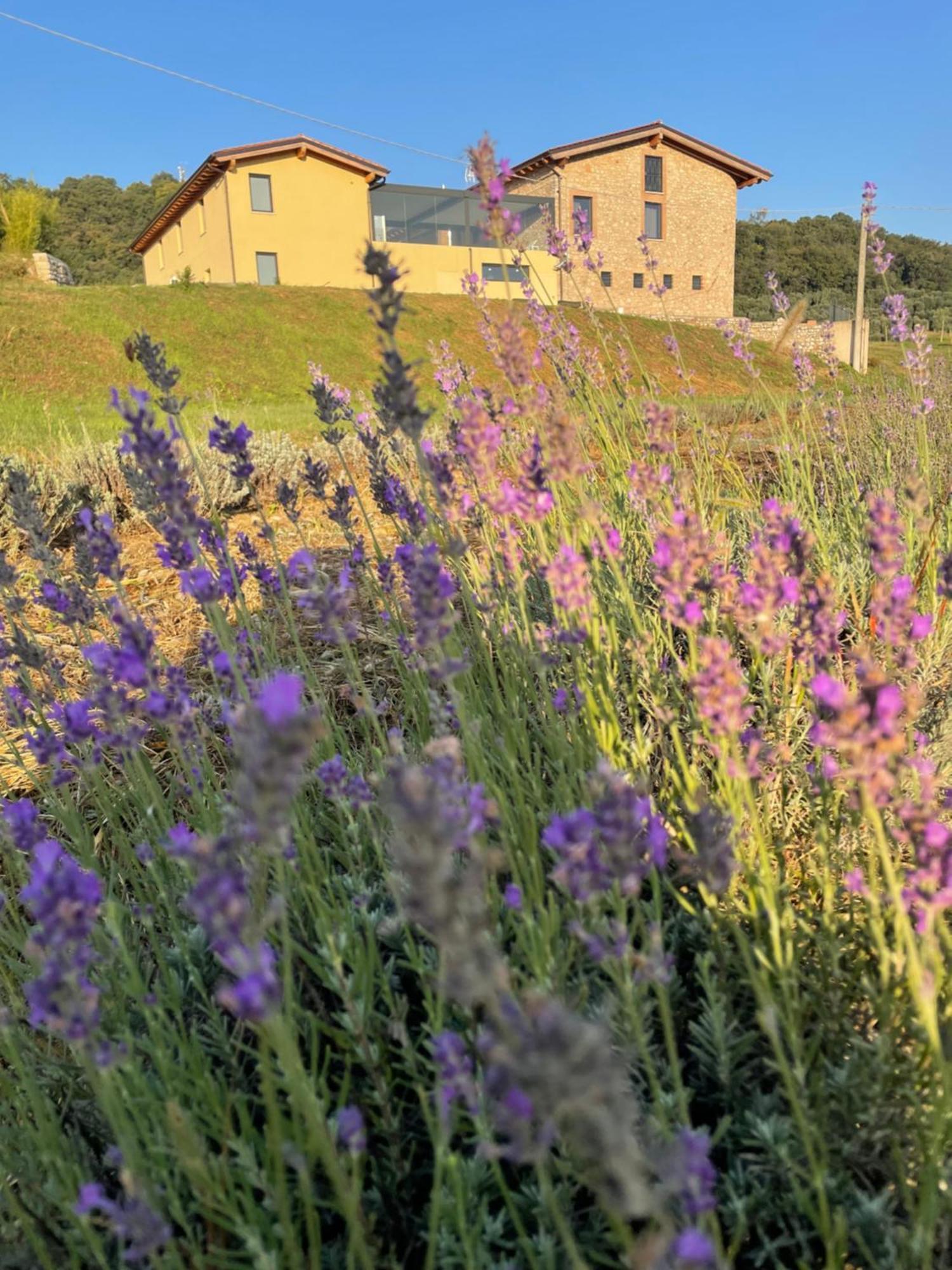 Agriturismo Al Mancino ロナート エクステリア 写真